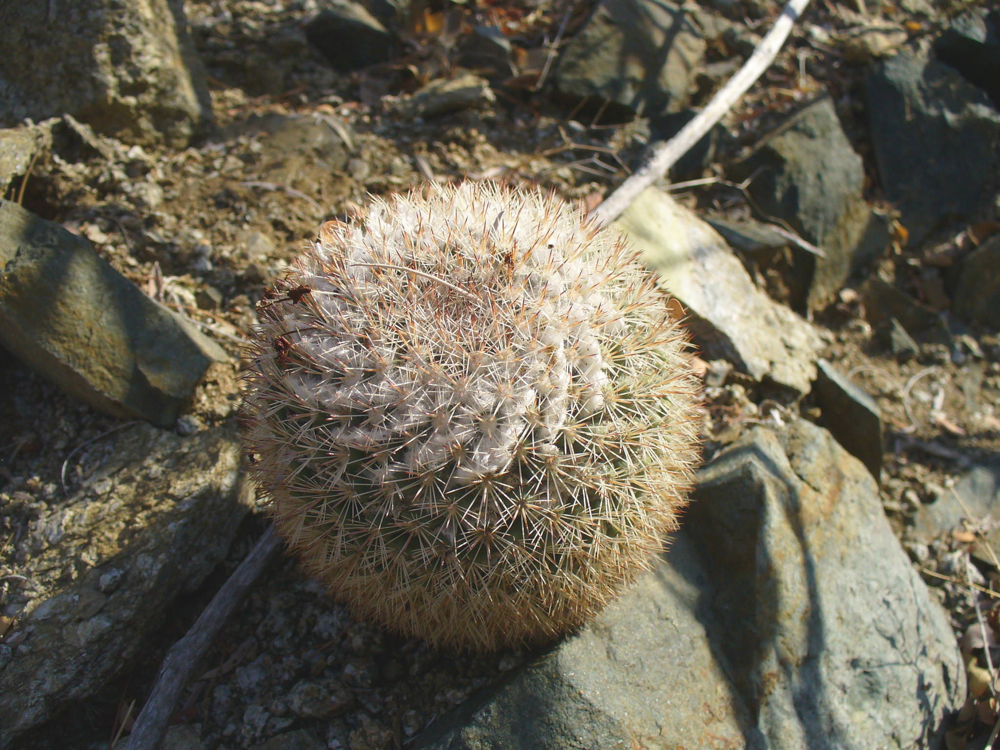 Mammillaria evermanniana
